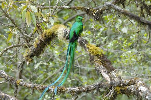 Resplendent Quetzal 