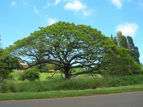 Saman (Samanea saman, aka Albizia saman) 