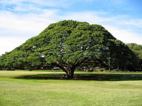 Saman (Samanea saman, aka Albizia saman) 