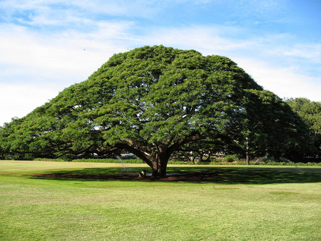 Saman (Samanea saman, aka Albizia saman)