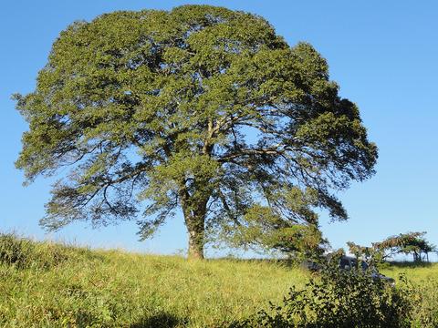 Árbol de Guapinol 