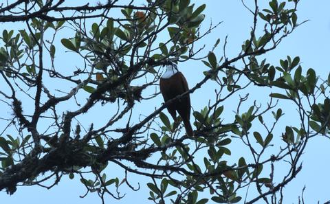 Three-wattled Bellbird 