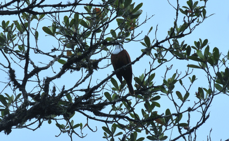 Three-wattled Bellbird