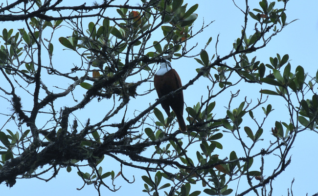 El Pájaro Campana Photo
