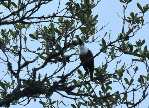 Three-wattled Bellbird 