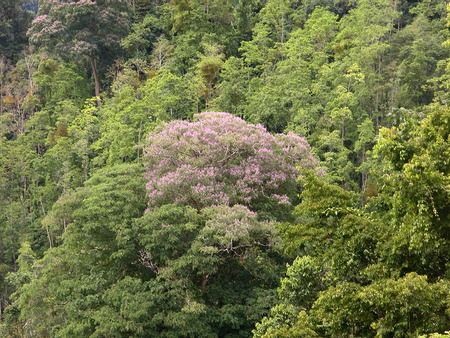 Tonka Bean Tree