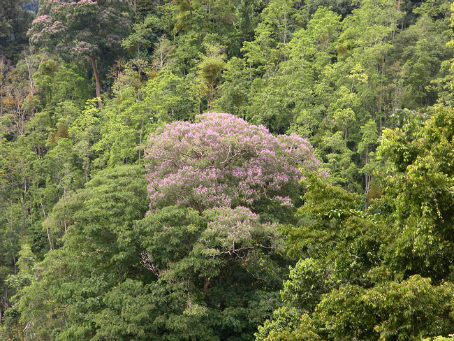 Tonka Bean Tree Photo