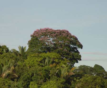 Tonka Bean Tree