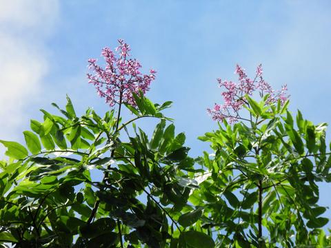 Tonka Bean Tree 