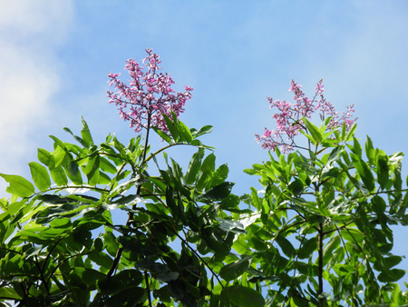 Tonka Bean Tree