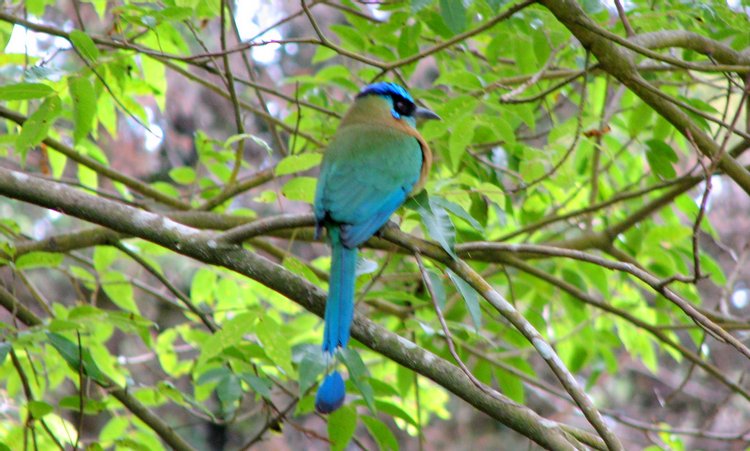 Turquoise-browed Motmot, Bird - Vertebrate, photo 5