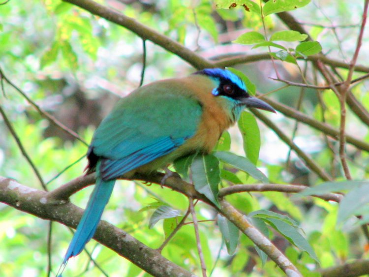 Turquoise-browed Motmot, Bird - Vertebrate, photo 4