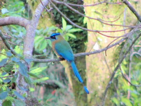 Turquoise-browed Motmot, Bird - Vertebrate