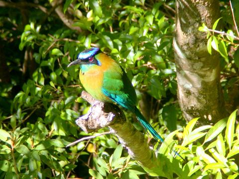 Turquoise-browed Motmot, Bird - Vertebrate 