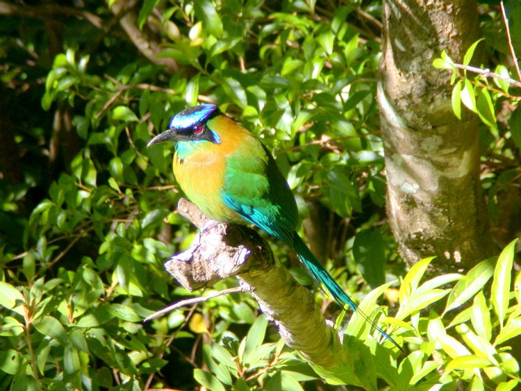 Turquoise-browed Motmot, Bird - Vertebrate, photo 2