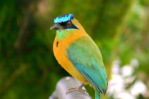 Turquoise-browed Motmot, Bird - Vertebrate 