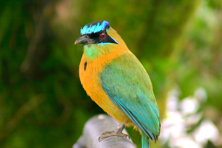 Turquoise-browed Motmot, Bird - Vertebrate