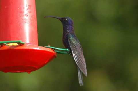 Colibrí Morado 