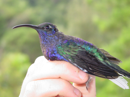 Violet Sabrewing