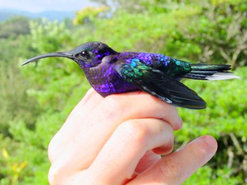 Colibrí Morado 