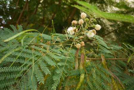 White Leadtree