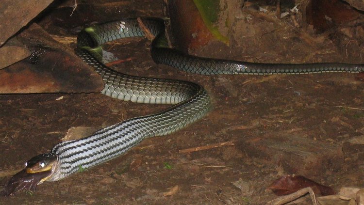 Zopilota, photo 3
