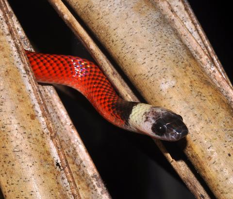 Zopilota