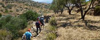 Olive Culture Tour