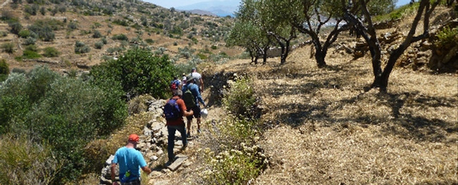 Olive Culture Tour