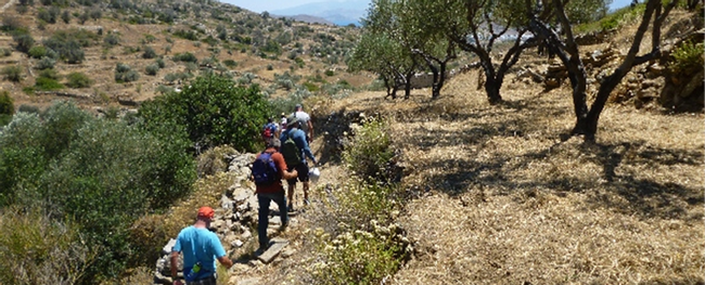 Olive Culture Tour Photo