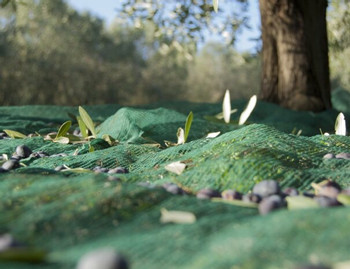 Olive Culture Tour