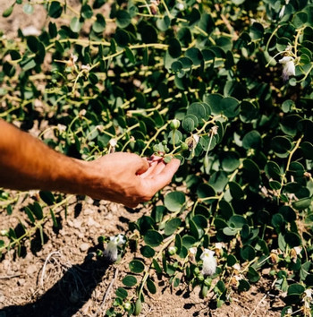 Organic Farm Tour with Classic Lunch Experience