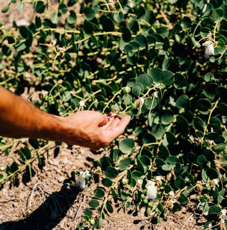 Organic Farm Tour with Classic Lunch Experience