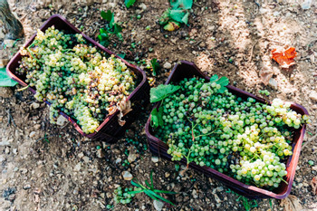 Farm to Table Santorini Cooking Lesson