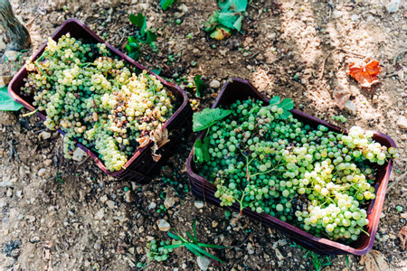 Farm to Table Santorini Cooking Lesson