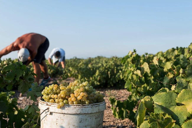 Santorini Wine Roads