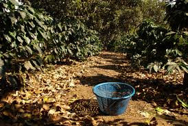 Chicoj Coffee Tour photo 5