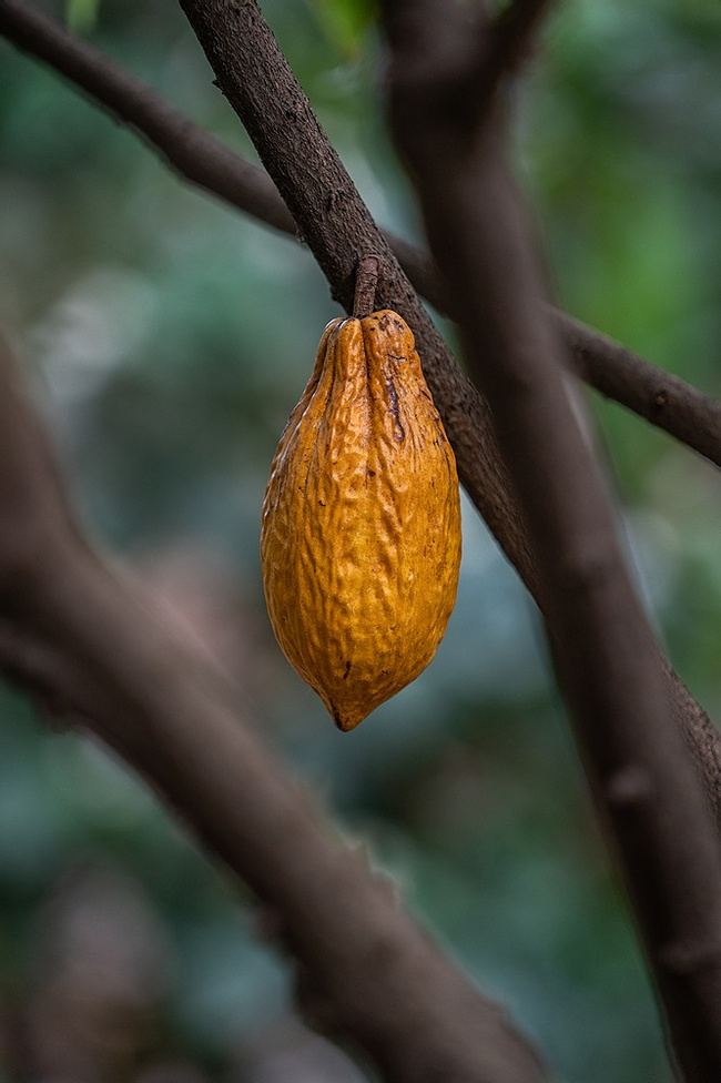 Chocolate Tour in Antigua Photo