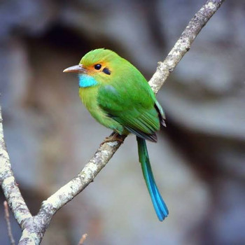 Birdwatching Antigua photo 4
