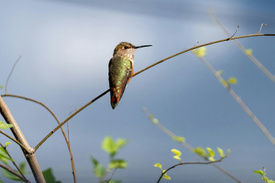 Birdwatching Antigua - GN