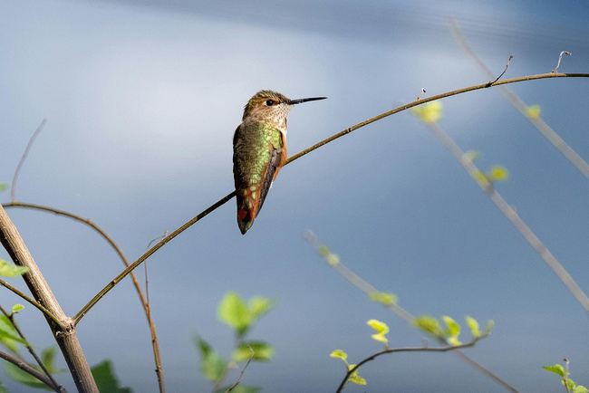 Birdwatching Antigua Photo