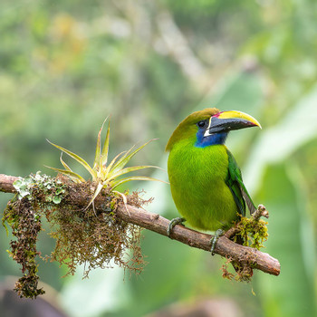 Birdwatching Antigua photo 5
