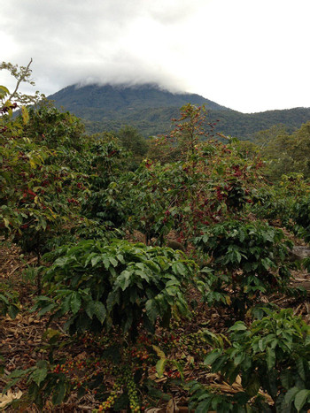 Amazing Coffee Tour - Atitlan  photo 4