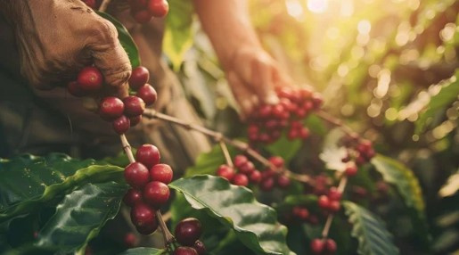 Amazing Coffee Tour - Atitlan  Photo