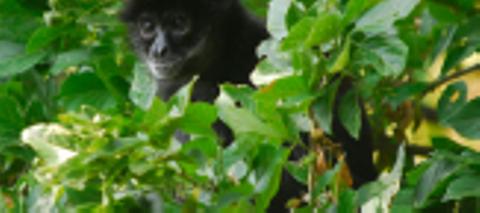 Hike Tour at Atitlan's Natural Reserve Guatemala