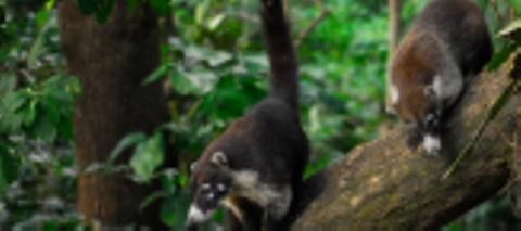 Hike Tour at Atitlan's Natural Reserve Guatemala