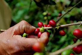 Amazing Coffee Tour  photo