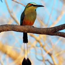 Half-Day Birdwatching Tour -Afternoon photo