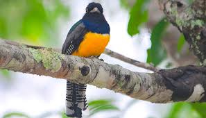 Half-Day Birdwatching Tour - Morning Photo