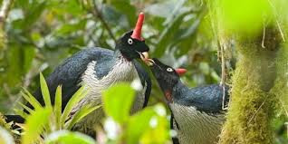 Pavo de Cacho Tour photo 2
